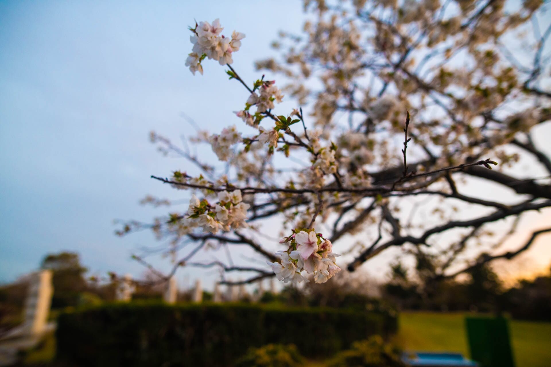 石人の星公園の桜の木